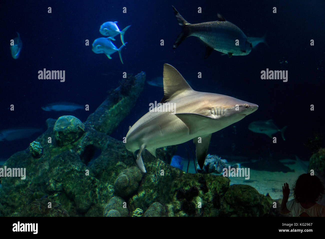 Aquarium des requins avec silhouette d'enfant dans le coin droit, ABQ BioPark Aquarium, Albuquerque, Nouveau Mexique USA Banque D'Images