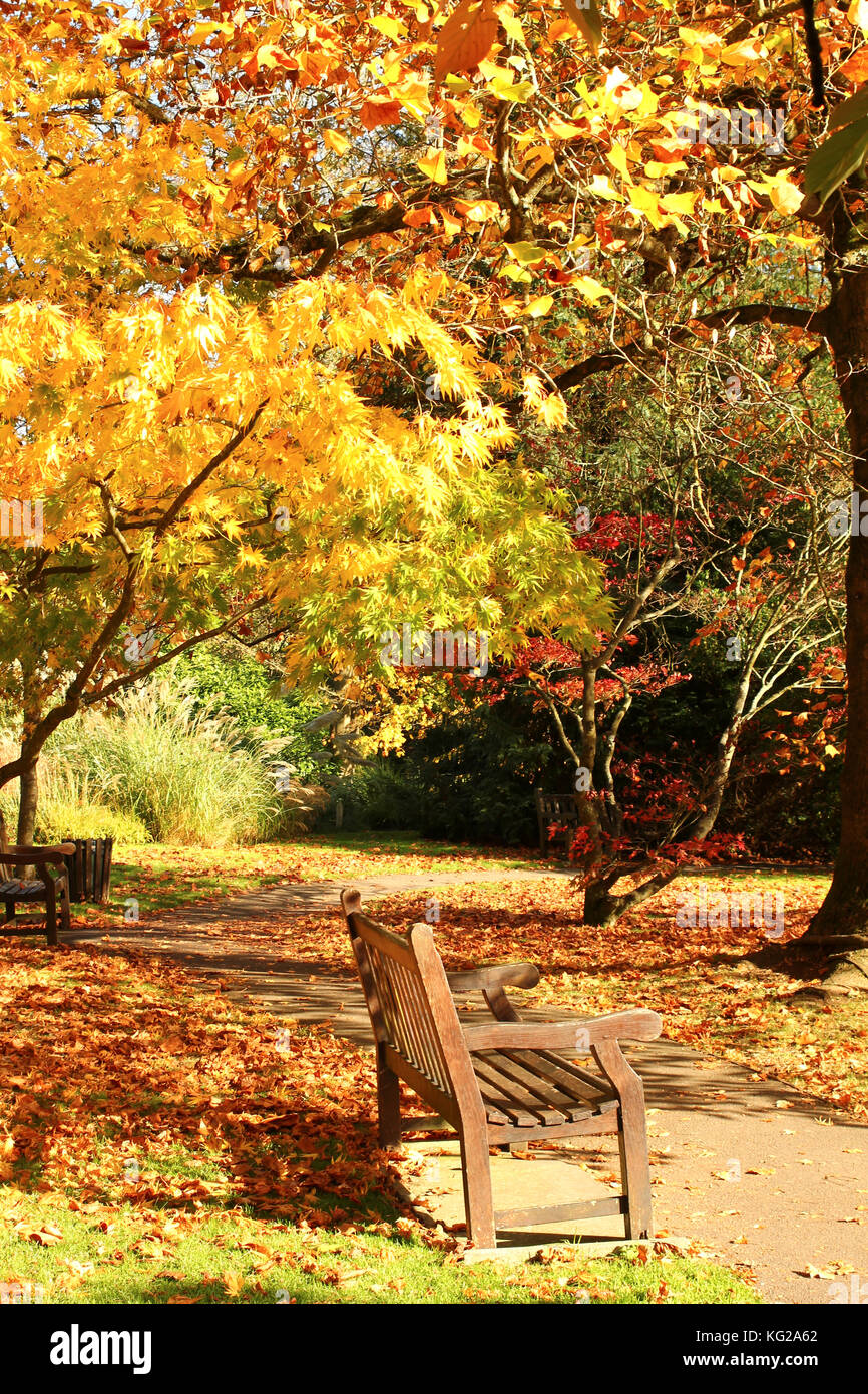 Paysage d'automne. Banc à Royal Victoria Park, Angleterre ; somerset bath ; Banque D'Images
