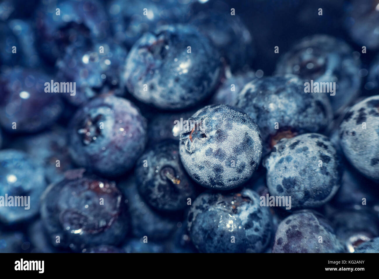 Huckleberry bleu gelé également connu sous le nom de Tall, marécage ou élevé. blueberry bleu congelé de fruits. fruits froids background Banque D'Images