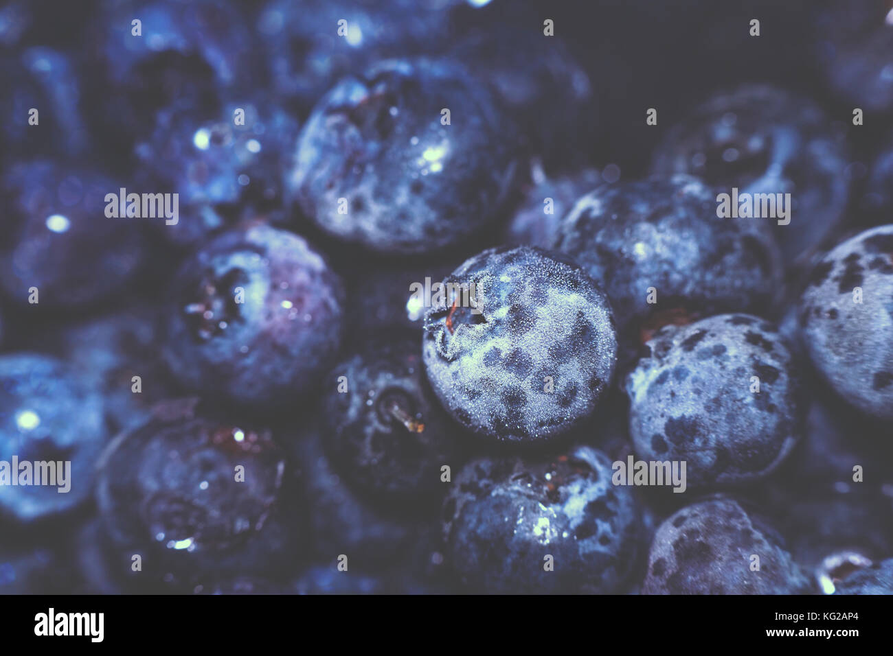 Huckleberry bleu gelé également connu sous le nom de Tall, marécage ou élevé. blueberry bleu congelé de fruits. fruits froids background Banque D'Images