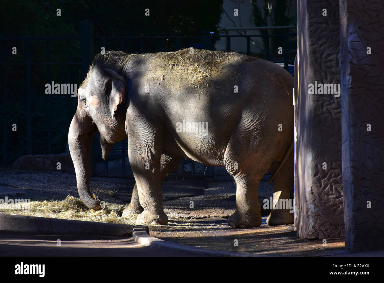 Rome (Italie) - les animaux du Biopark, un parc zoologique au coeur de Rome à Villa Borghese. Banque D'Images