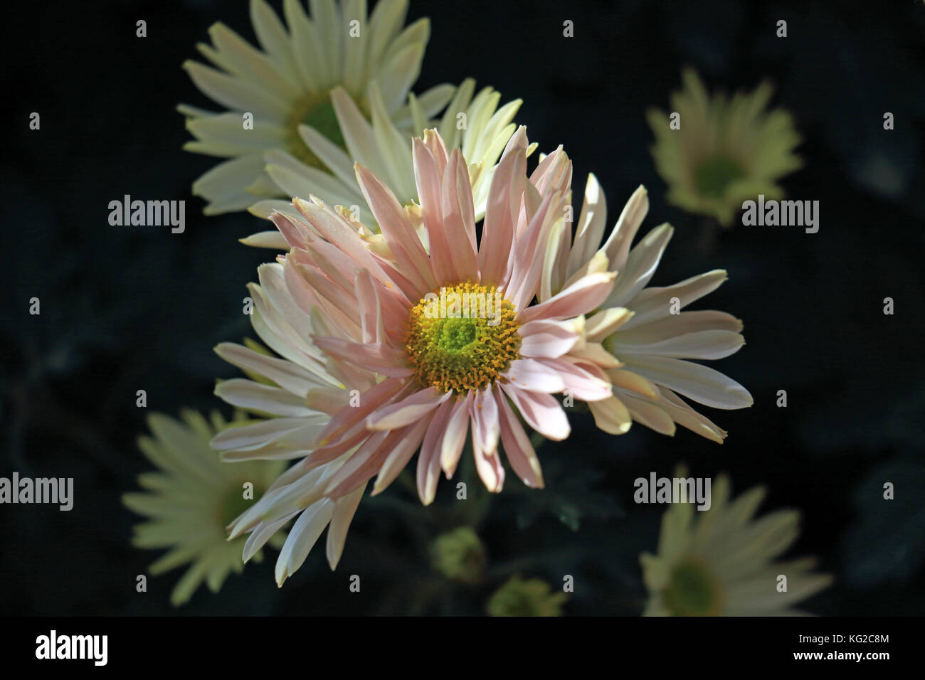 Un fond noir améliore la beauté frappante de cette grappe de chrysanthèmes marguerites Banque D'Images