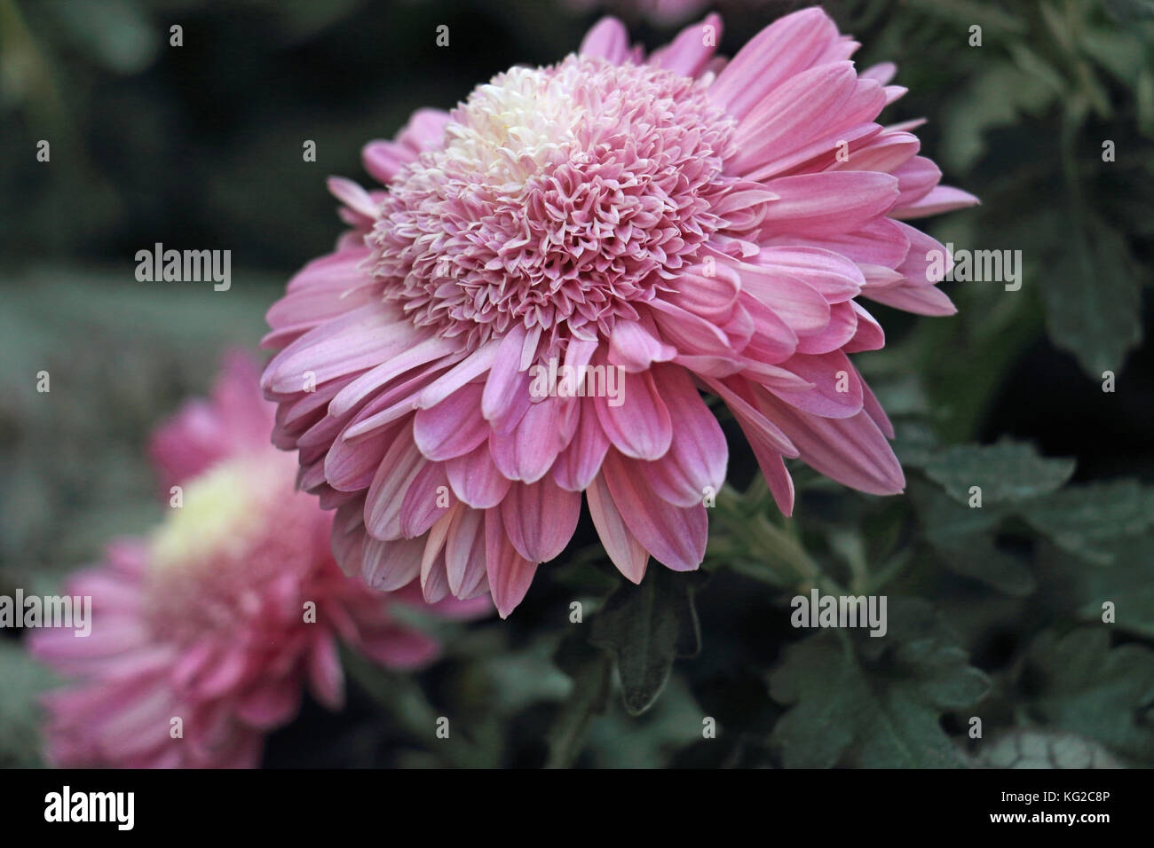 Cette maman coussin rose vif montre deux différents types de pétales de chaque fleur avec le cluster de minuscules pétales intérieurs formant le coussin '' Banque D'Images