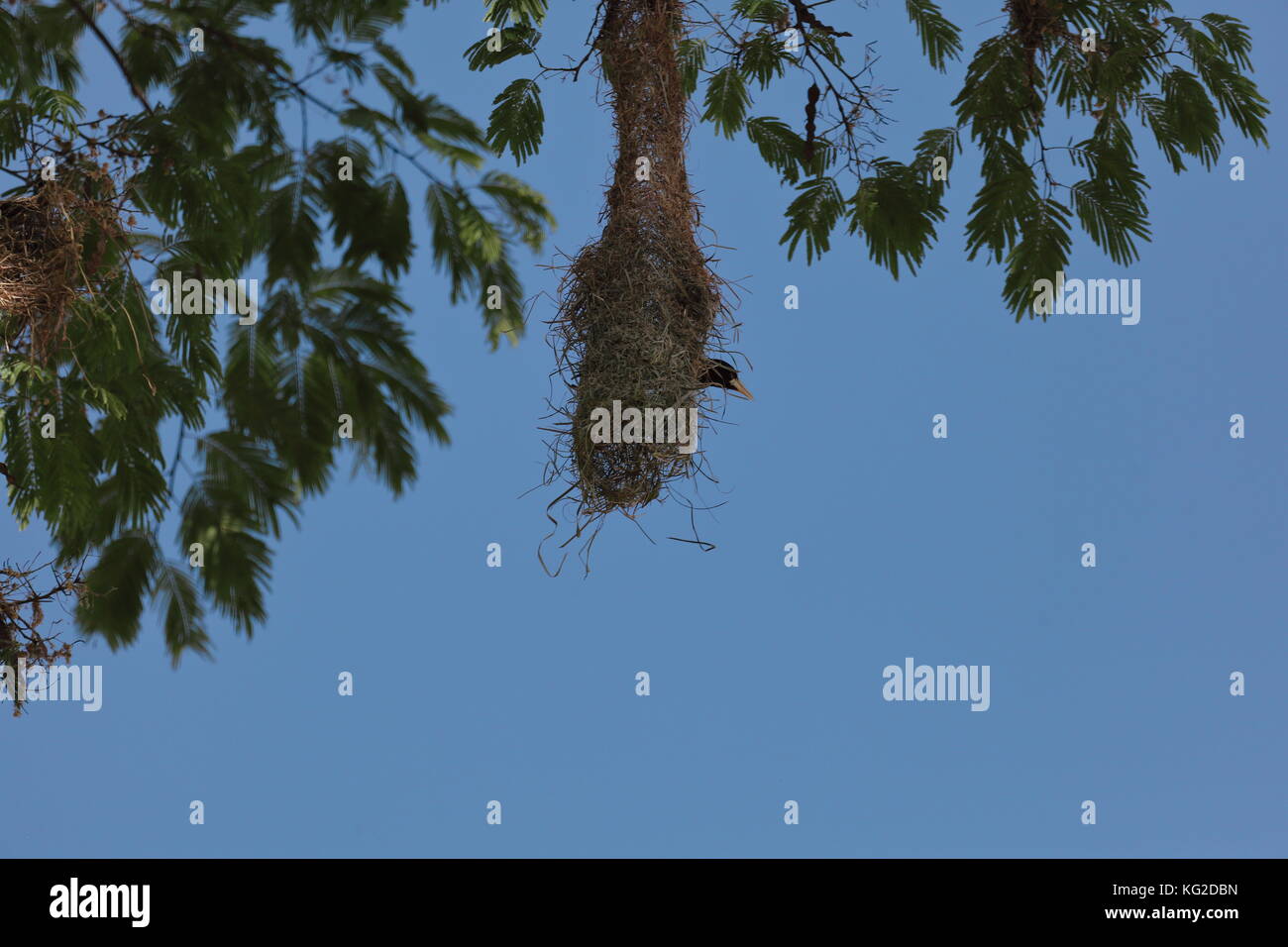 Les oiseaux et nids sur un arbre Banque D'Images