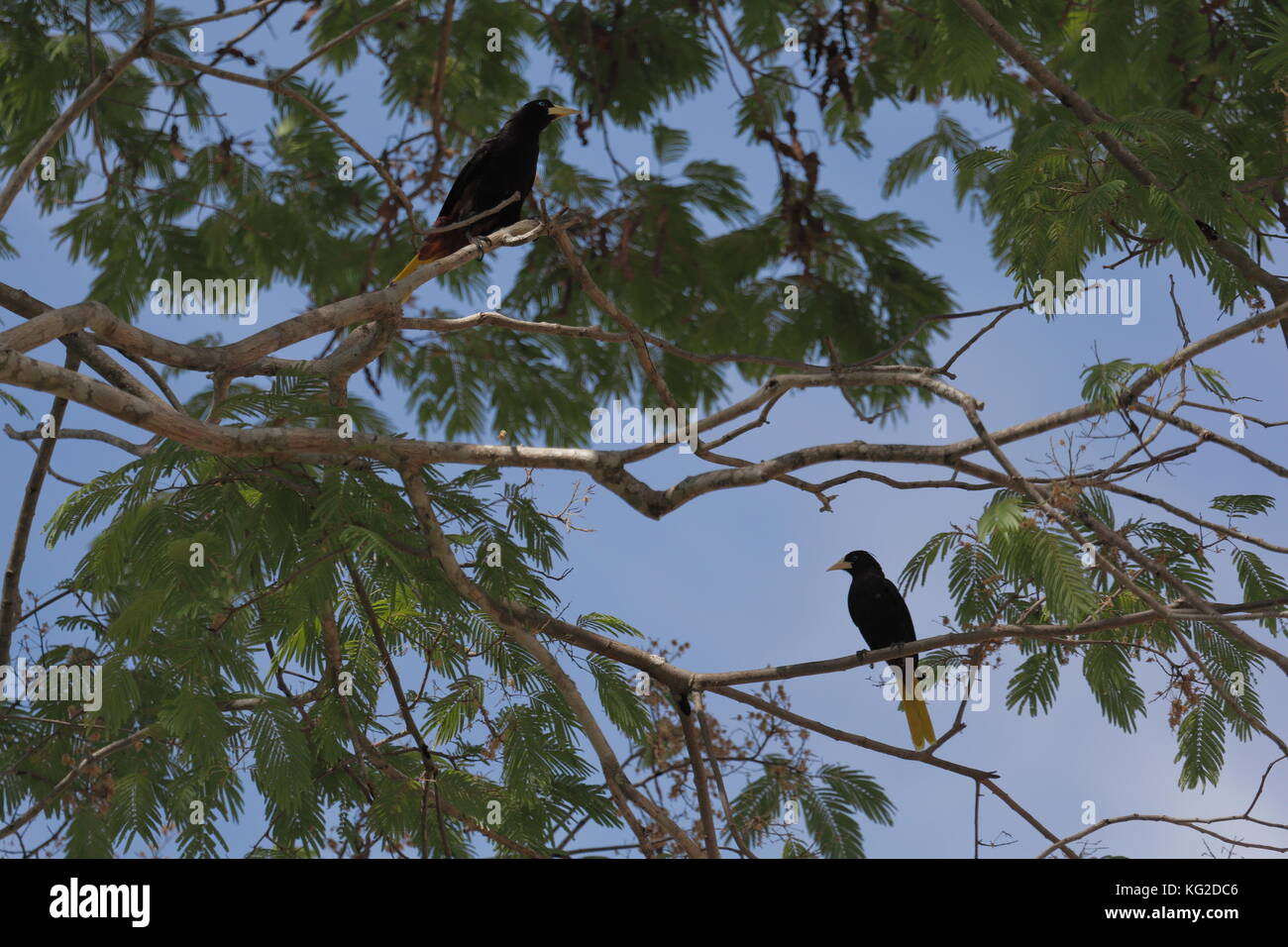 Les oiseaux et nids sur un arbre Banque D'Images