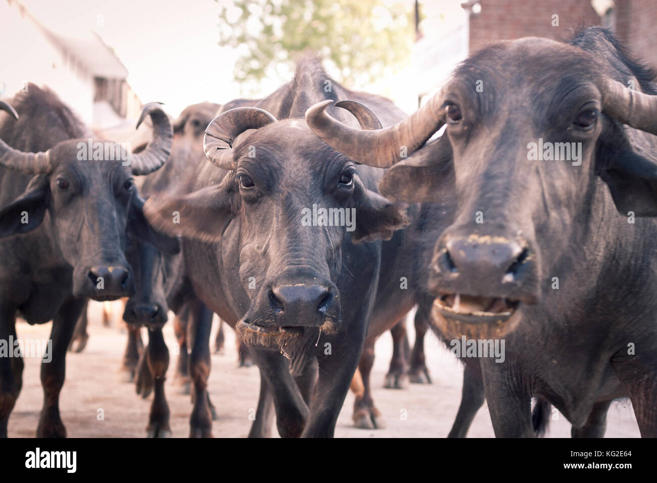 Les vaches indiennes en noir à l'objectif de l'appareil photo Banque D'Images