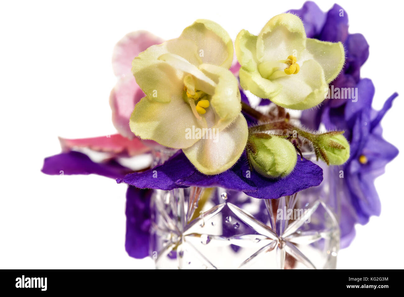 Printemps lumineux floral background avec un bouquet de violette, rose et blanc avec des fleurs vertes violettes sur fond blanc Banque D'Images