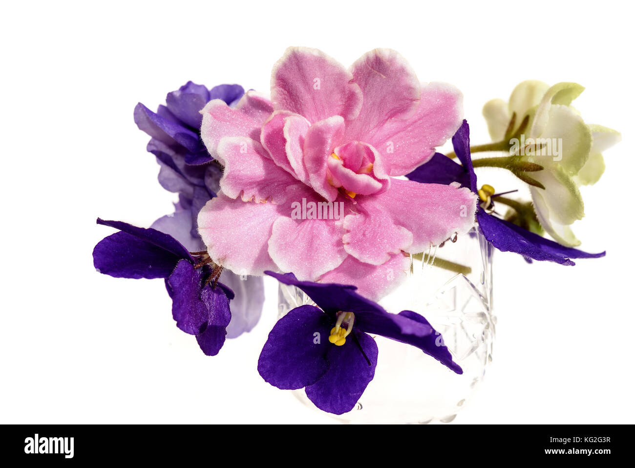 Printemps lumineux floral background avec un bouquet de violette, rose et blanc avec des fleurs vertes violettes sur fond blanc Banque D'Images