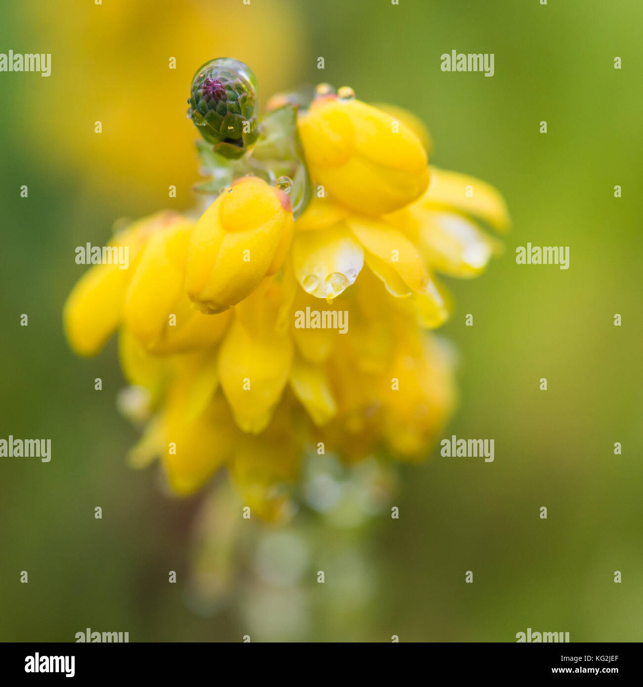 Un plan macro sur une fleur jaune mahonia japonica. Banque D'Images