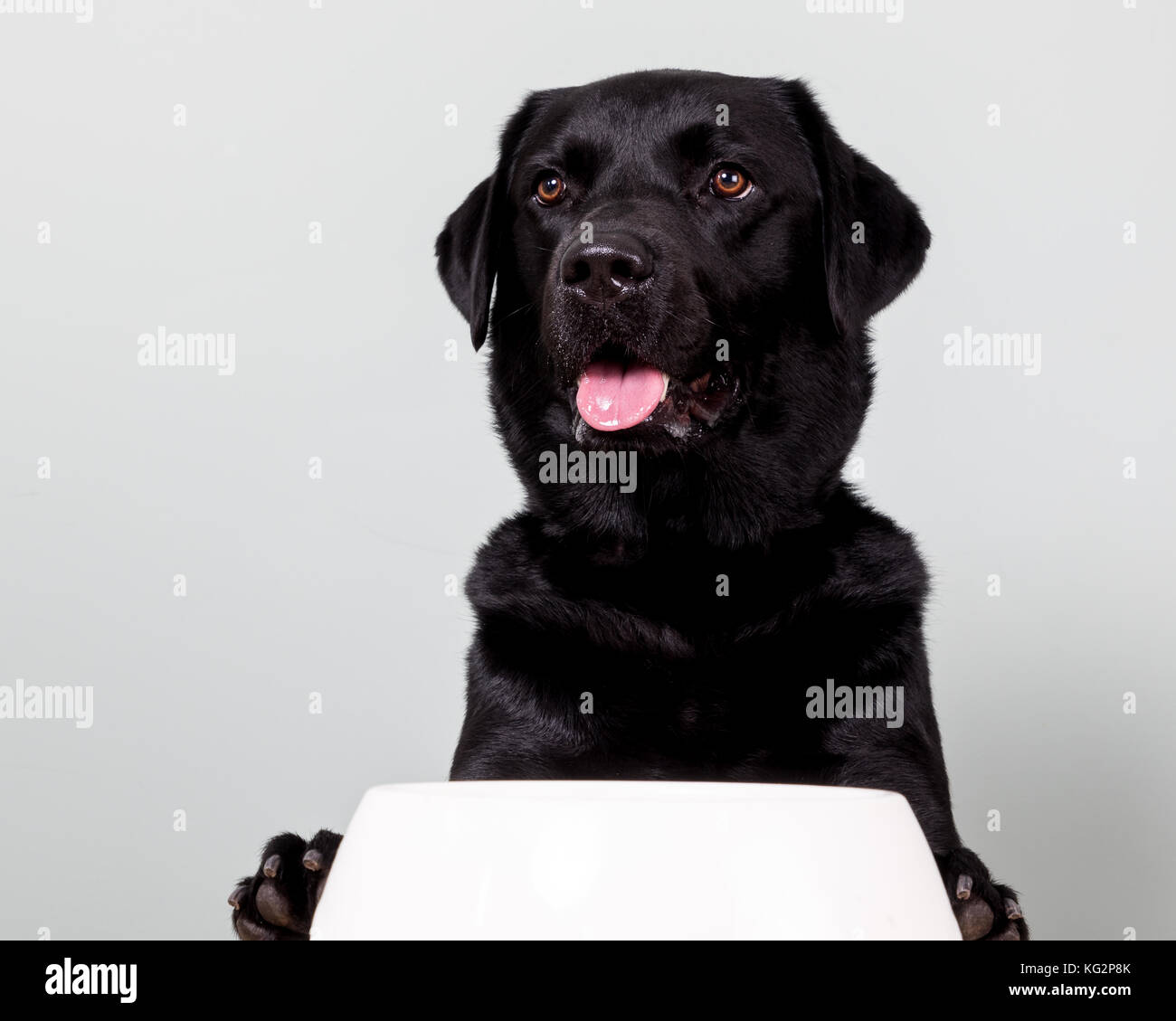 Labrador noir, labrador retriever PORTRAIT portrait - laboratoire noir chien Banque D'Images