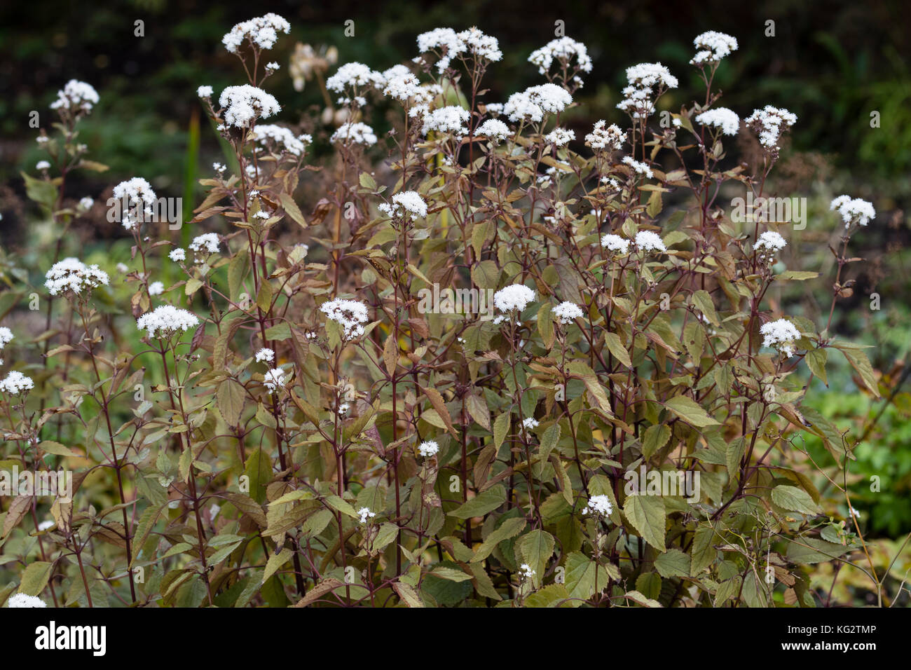 White fleurs d'automne de la plante vivace dressée, Ageratina altissima 'Chocolate' Banque D'Images