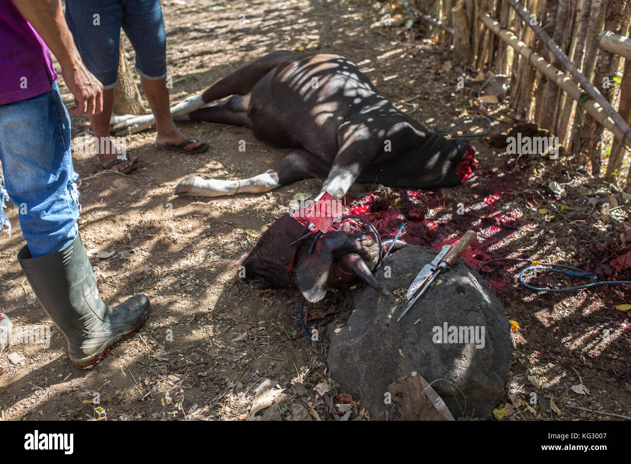 Les animaux sacrificiels sont abattus lors d'un séjour musulman traditionnel. Banque D'Images