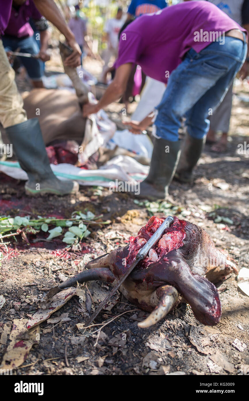 Les animaux sacrificiels sont abattus lors d'un séjour musulman traditionnel. Banque D'Images
