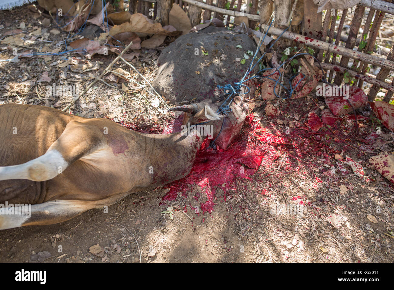 Les animaux sacrificiels sont abattus lors d'un séjour musulman traditionnel. Banque D'Images