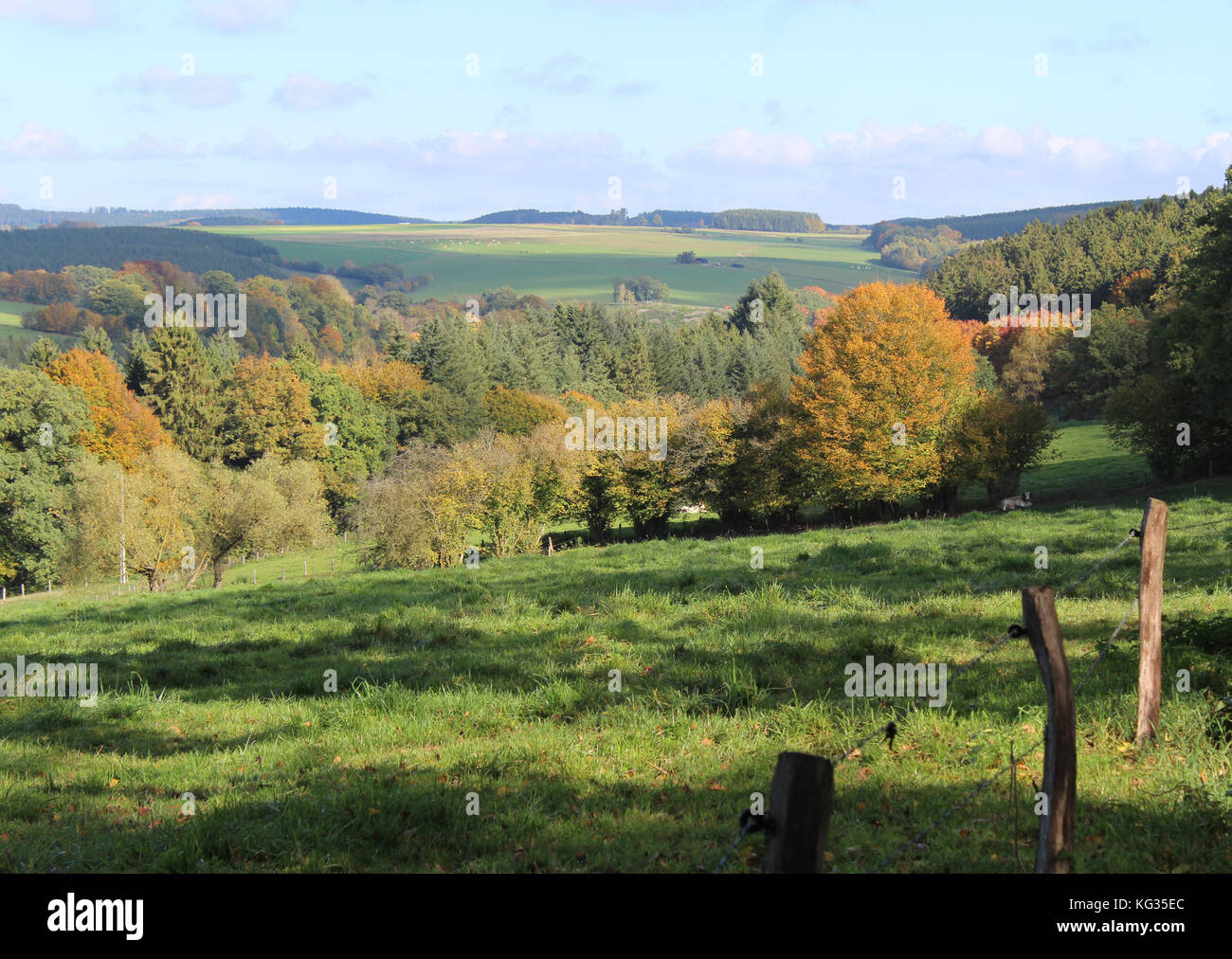 Beau paysage d'automne de l'Ardenne belge, avec des collines, des arbres et des champs verts. Banque D'Images