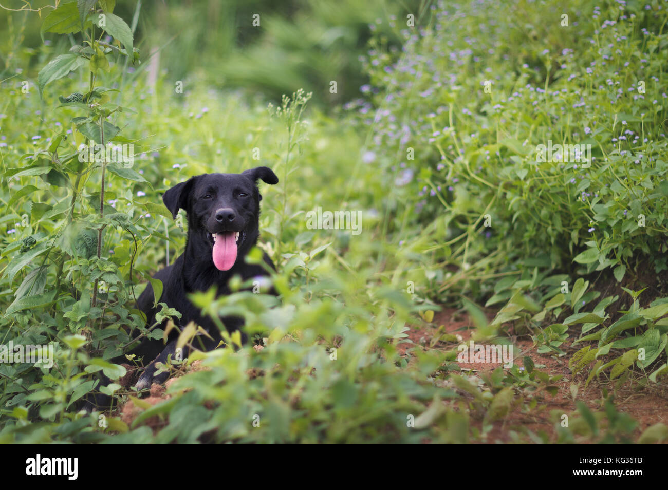 500px photo id : 160432185 - chien local d'une des tribus des collines de la Thaïlande, de l'Asie. Banque D'Images