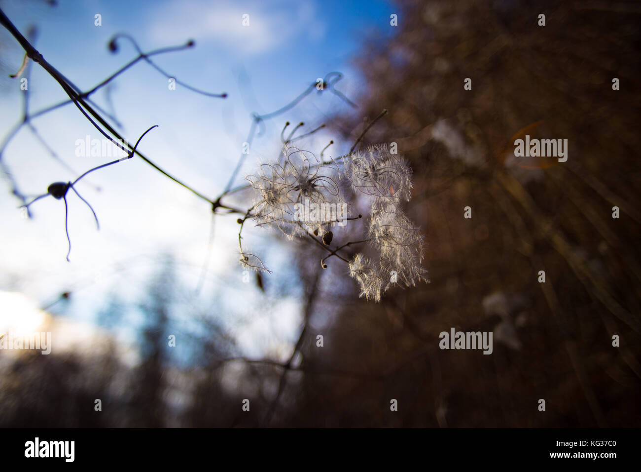 Fuzzy Coton Blanc Sec Comme Larbre Sans Feuilles Fleurs