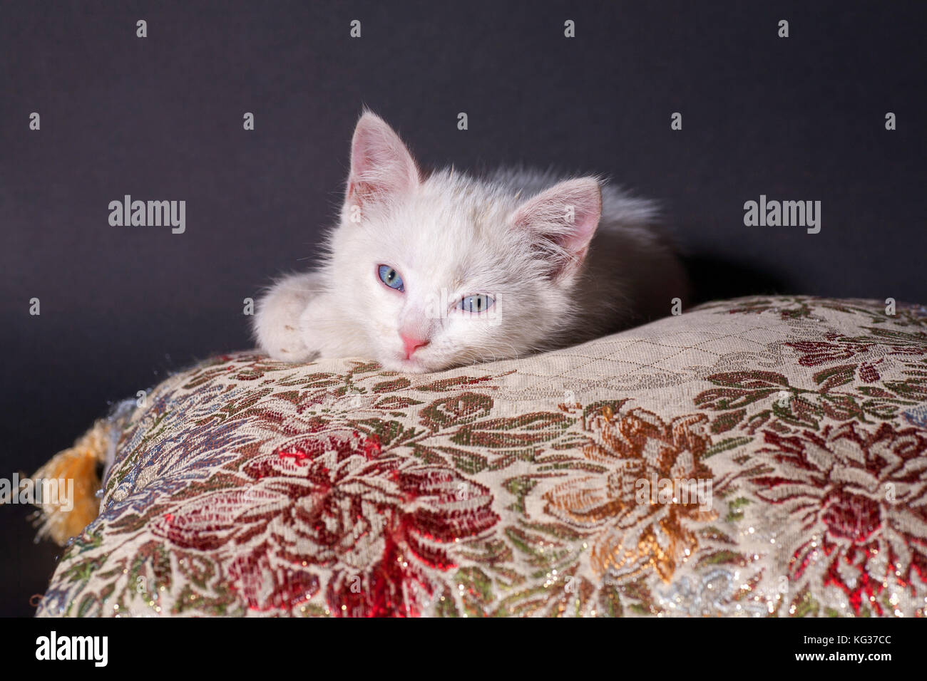 Chat blanc sur un coussin de couleur Banque D'Images