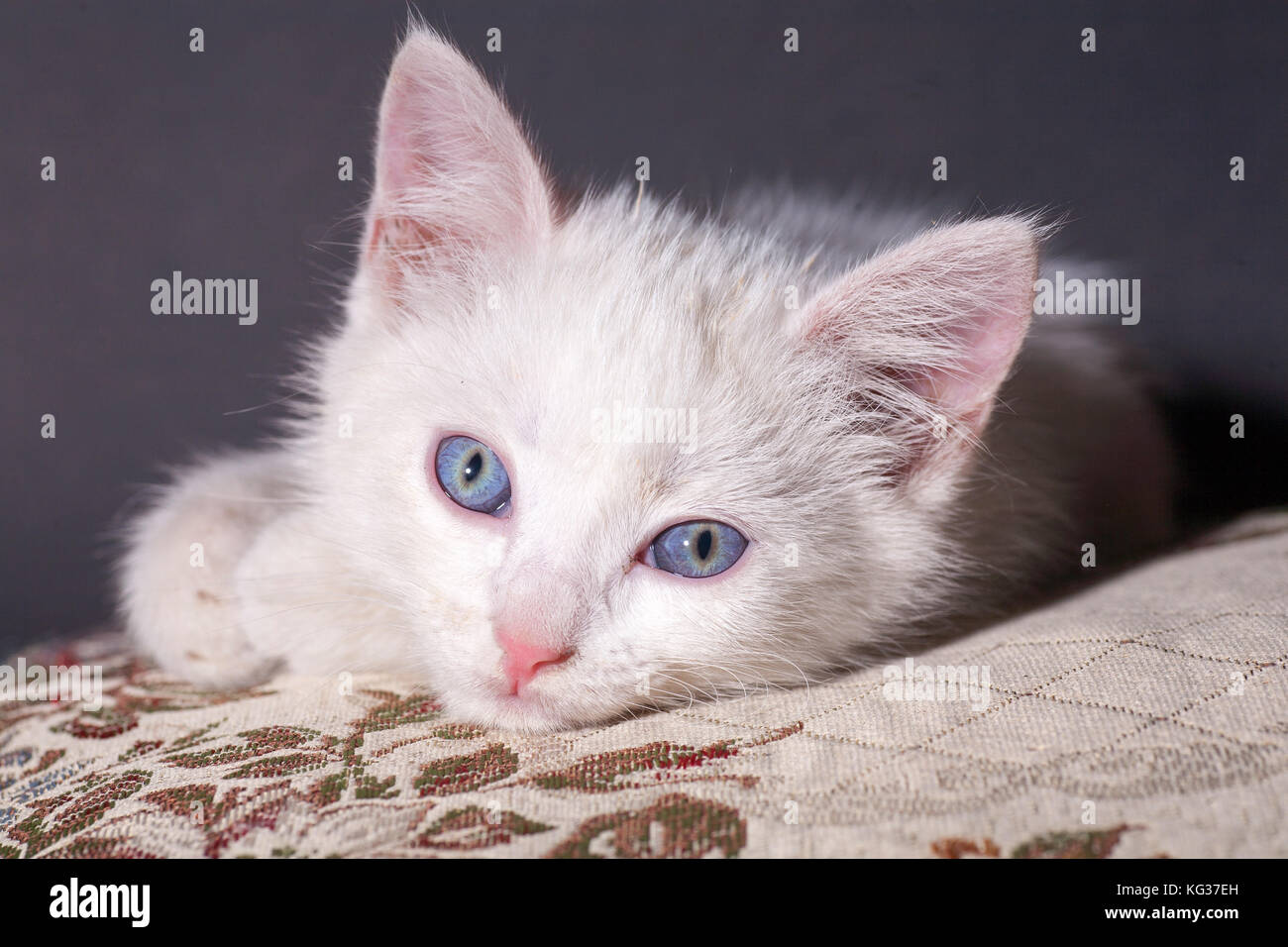Chat blanc sur un coussin de couleur Banque D'Images