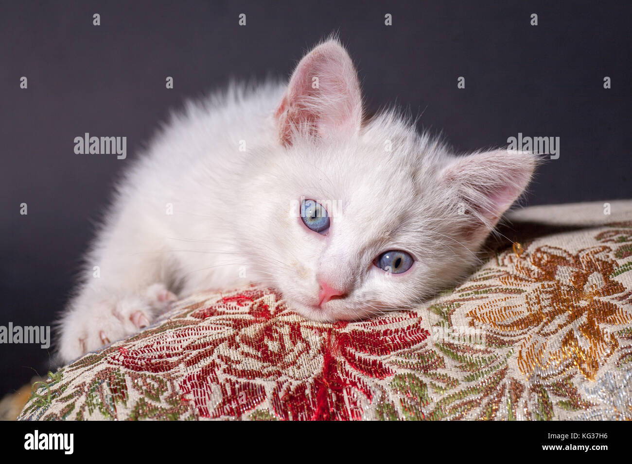 Chat blanc sur un coussin de couleur Banque D'Images