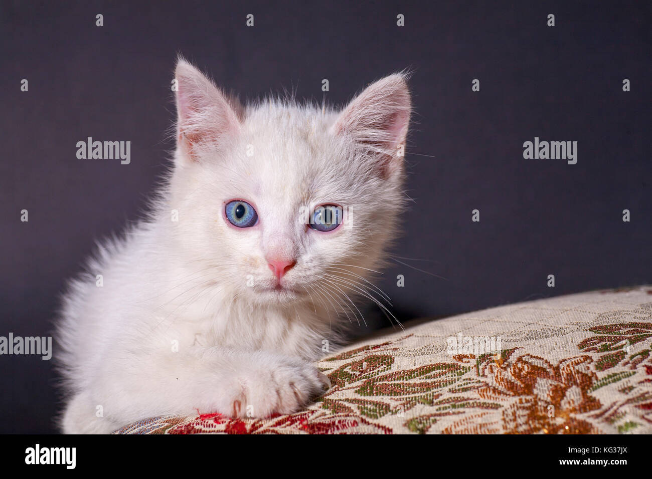 Chat blanc sur un coussin de couleur Banque D'Images