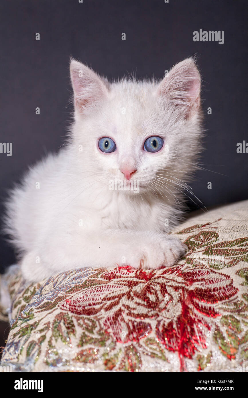 Chat blanc sur un coussin de couleur Banque D'Images
