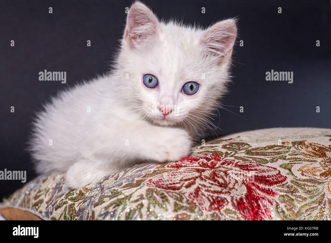 Chat blanc sur un coussin de couleur Banque D'Images