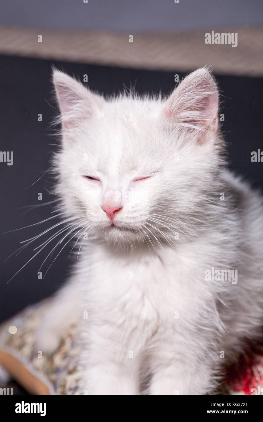 Chat blanc sur un coussin de couleur Banque D'Images