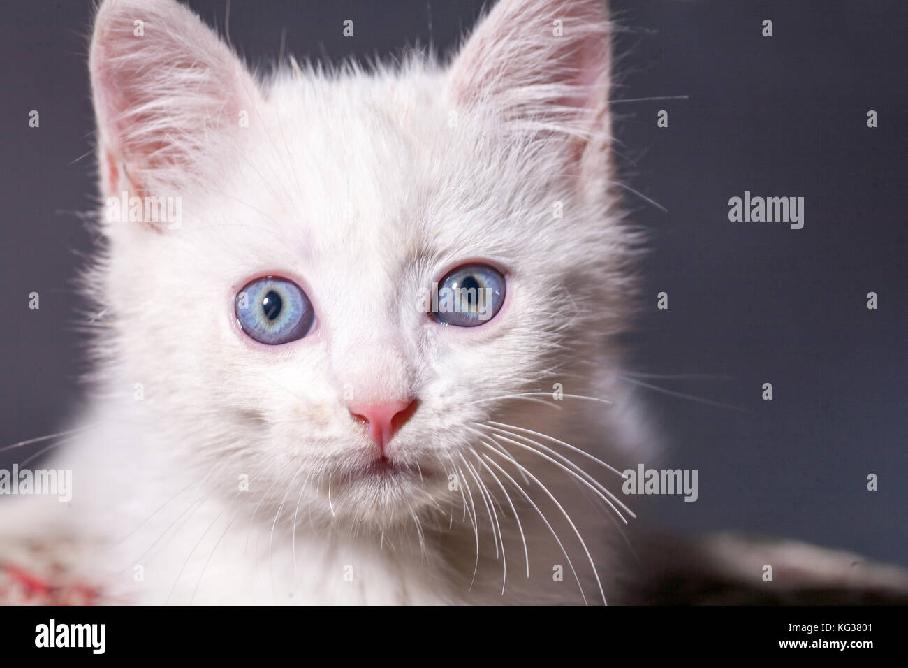 Chat blanc sur un coussin de couleur Banque D'Images