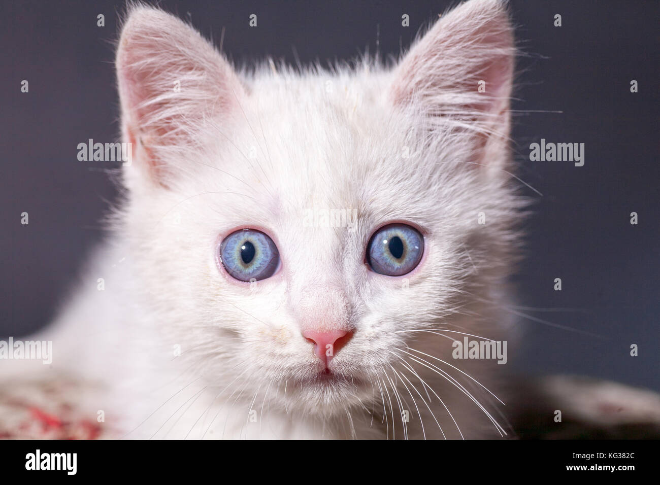 Chat blanc sur un coussin de couleur Banque D'Images