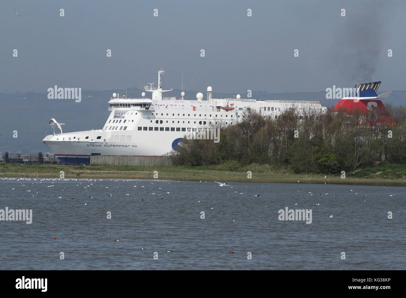 Le Stena Superfast Ferry arrive à Belfast le long de la réserve RSPB de port de Belfast. La réserve est un havre de la faune dans l'industriel occupé por Banque D'Images