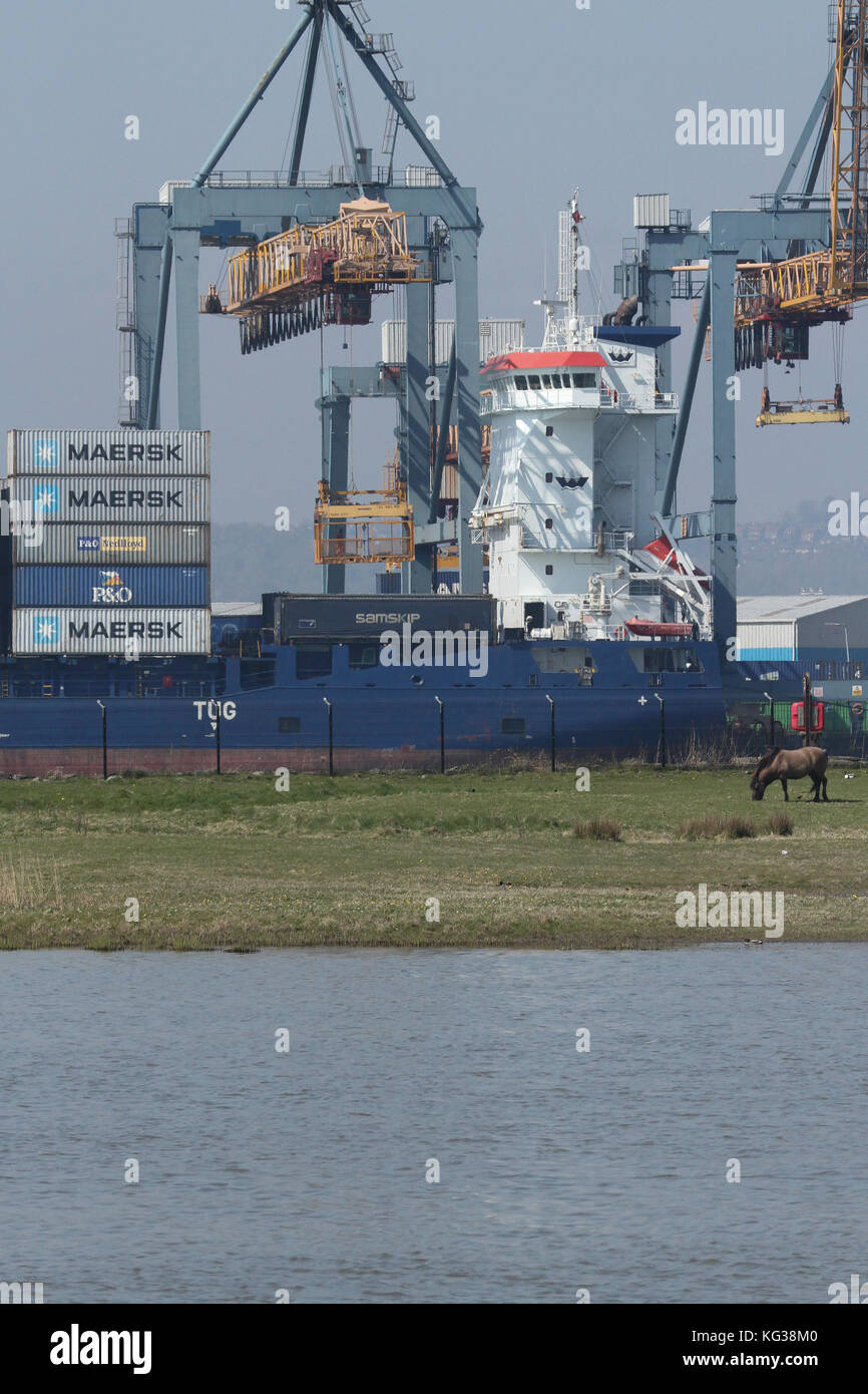 Koniks la réserve RSPB à brouter au port de Belfast. La réserve est un havre de la faune dans le port industriel. Banque D'Images