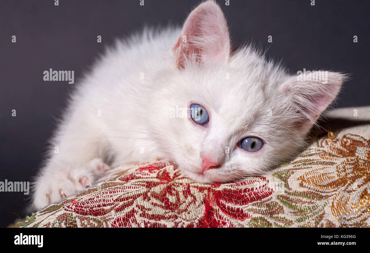 Chat blanc sur un coussin de couleur Banque D'Images
