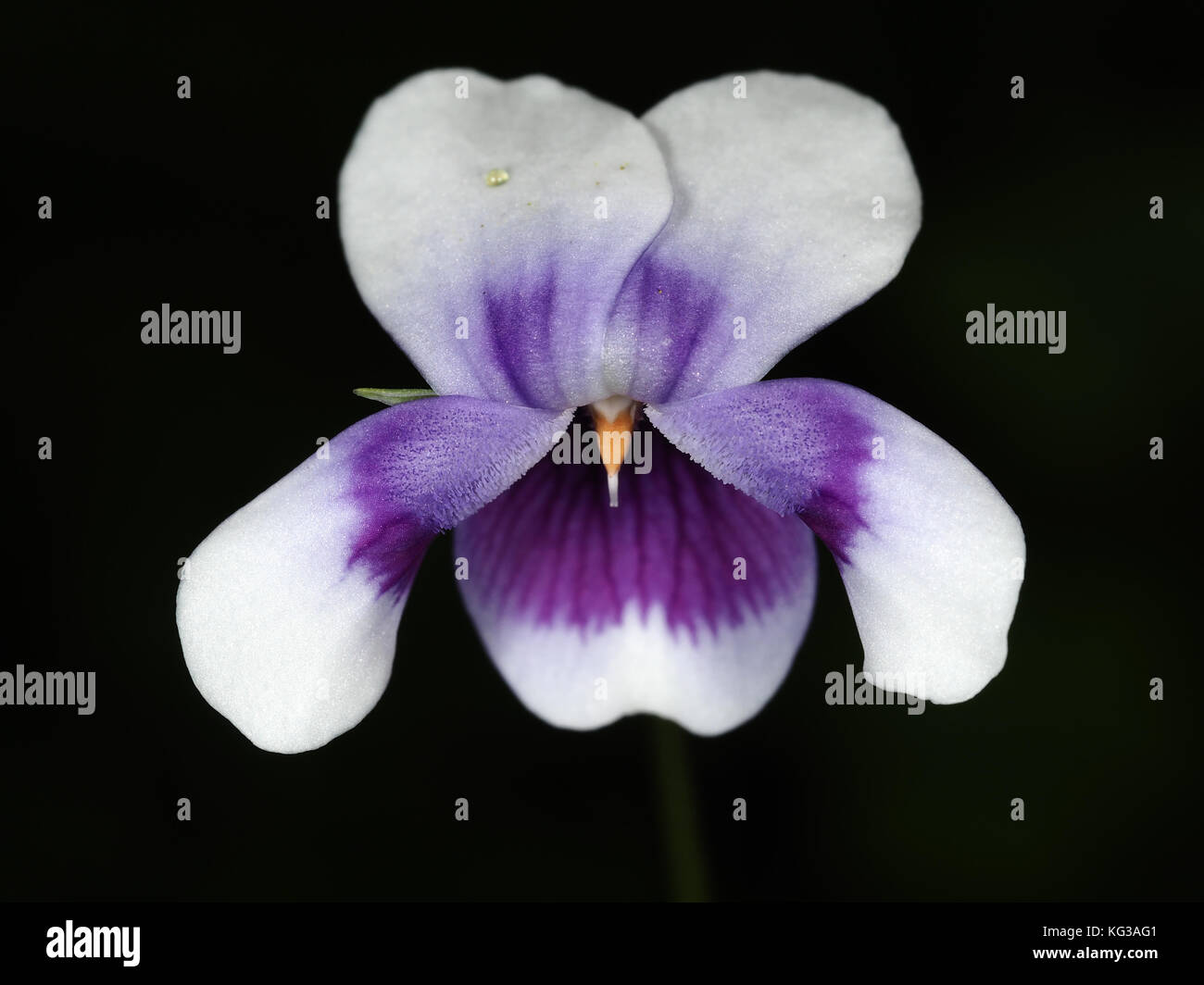 Violette (Viola australienne banksii) flower close-up Banque D'Images