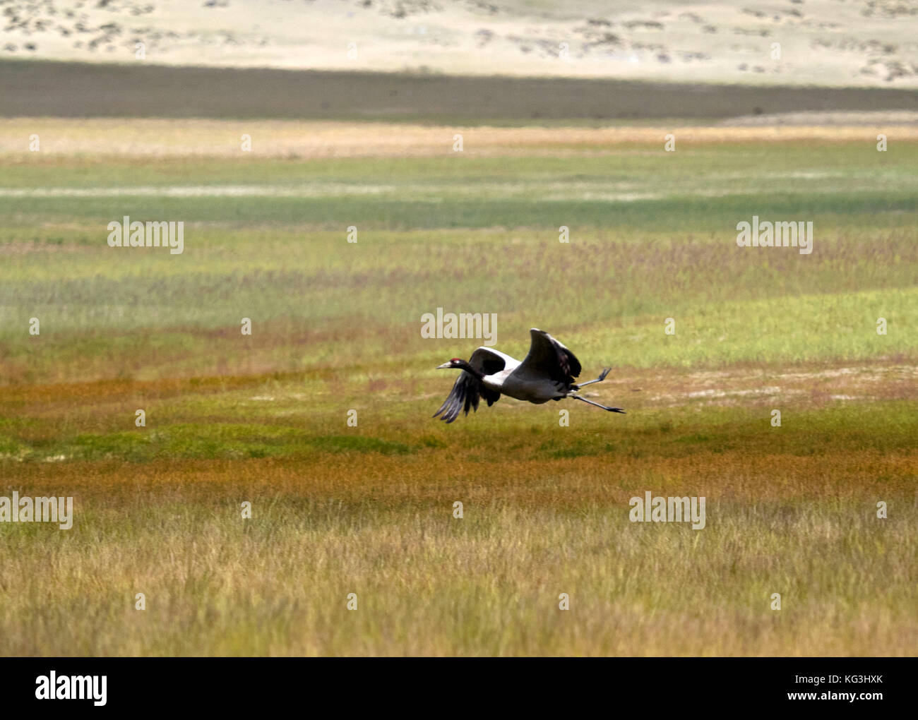 Ailes Noires sont d'une grue, d'un grand oiseau aux longues jambes survolant un pré vert. Banque D'Images