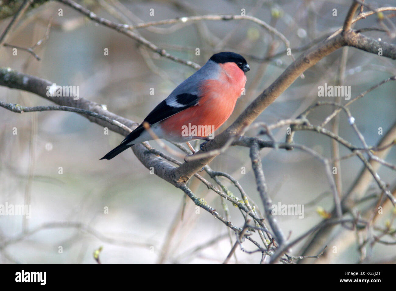 BULLFINCH 2013 Banque D'Images