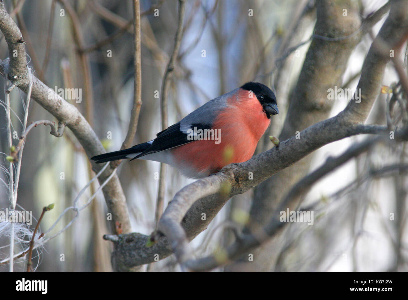 BULLFINCH 2013 Banque D'Images