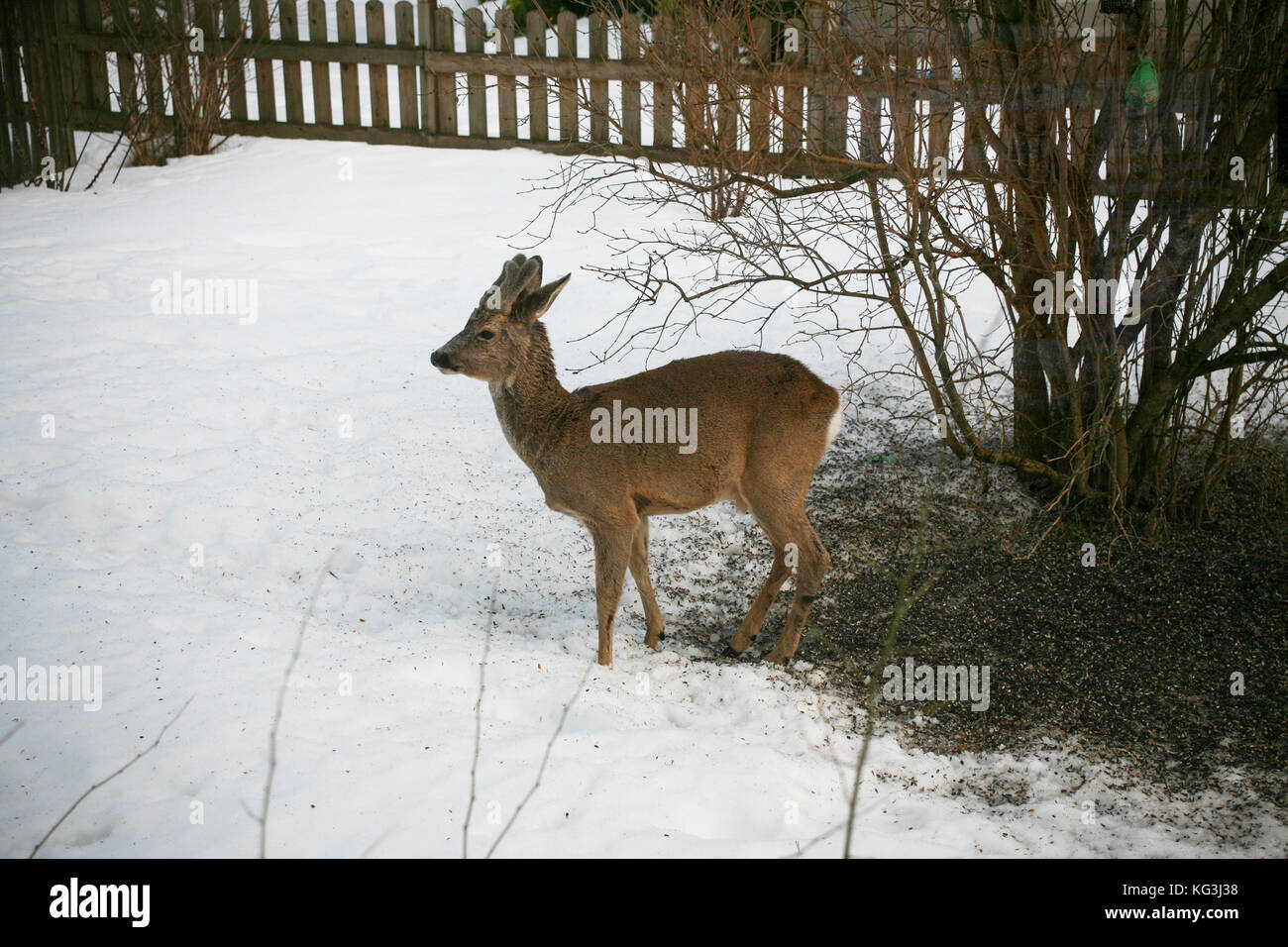 ROE DEER dans le jardin de la villa cherche de la nourriture pendant l'alimentation des oiseaux 2013 Banque D'Images