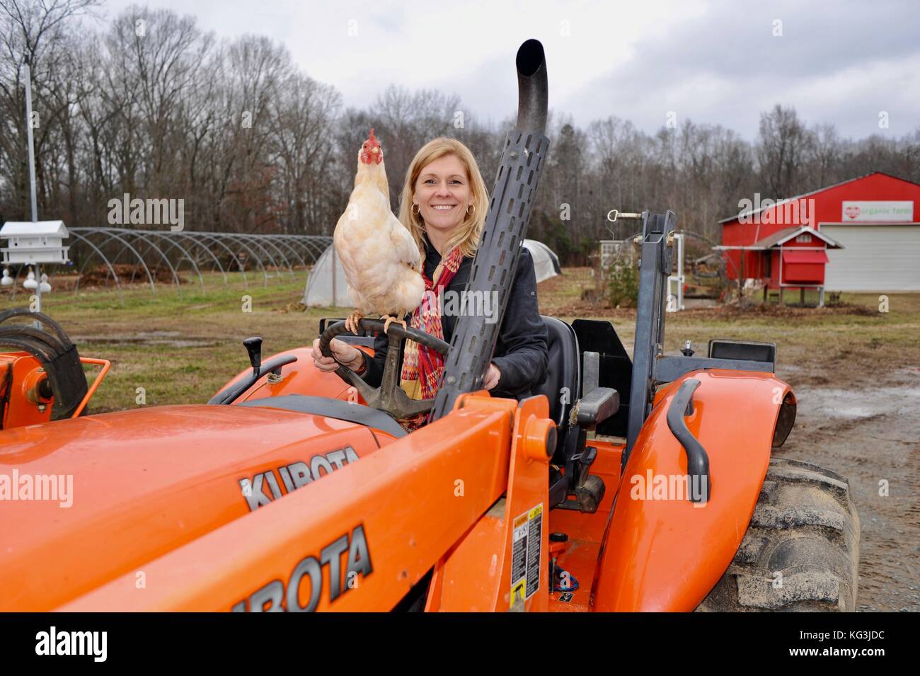 Fermière sur le tracteur avec le poulet à wise acres ferme biologique, un u-pick fraise exploitation agricole à Indian Trail, North Carolina, USA Banque D'Images
