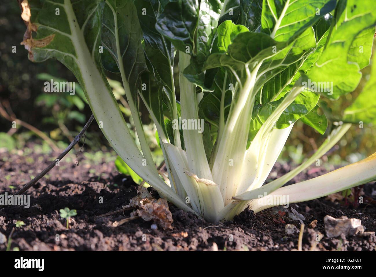 Chard croissant dans jardin Surrey England Banque D'Images