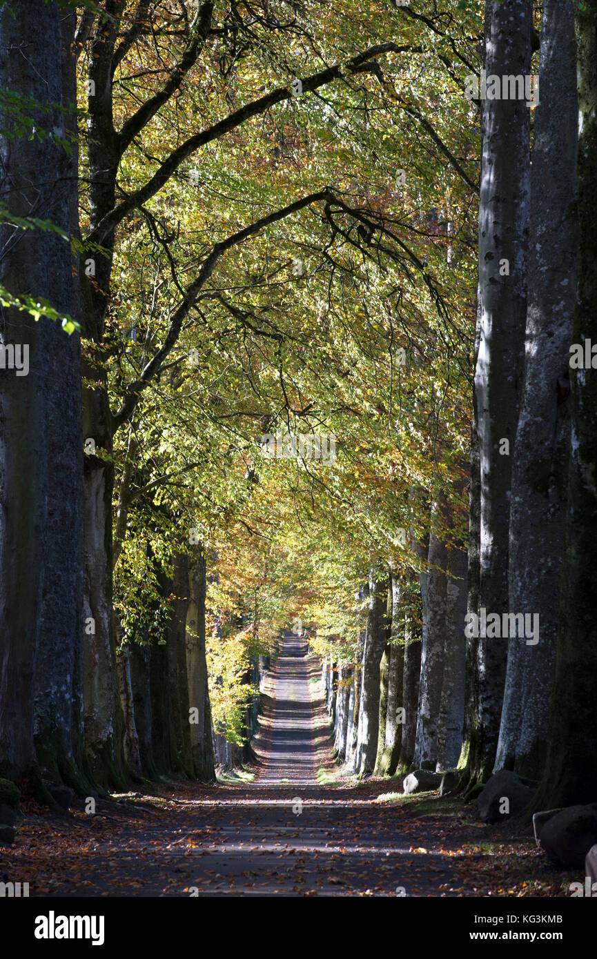 Beech tree avenue à l'entrée de Drummond Gardens, près de Crieff, Perthshire, en Écosse. Banque D'Images