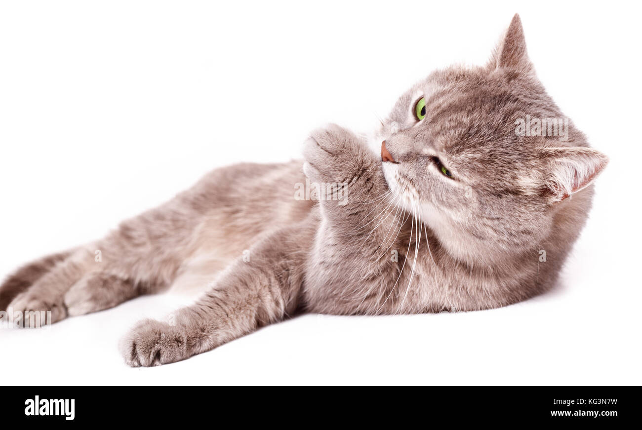 Le Chat Gris Se Trouve Et Lavages Le Chat Gris Langue Leche Une Patte Dextre Et Se Trouve En Meme Temps Il Est Isole Sur Un Fond Blanc La Petite Profondeur O