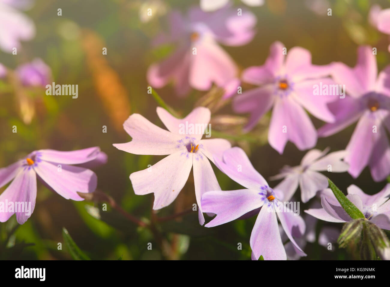 Inflorescence de lilas fleurs de printemps, allumé avec le soleil. Le phlox est un poinçon, en forme de close up, une petite grubina de netteté Banque D'Images