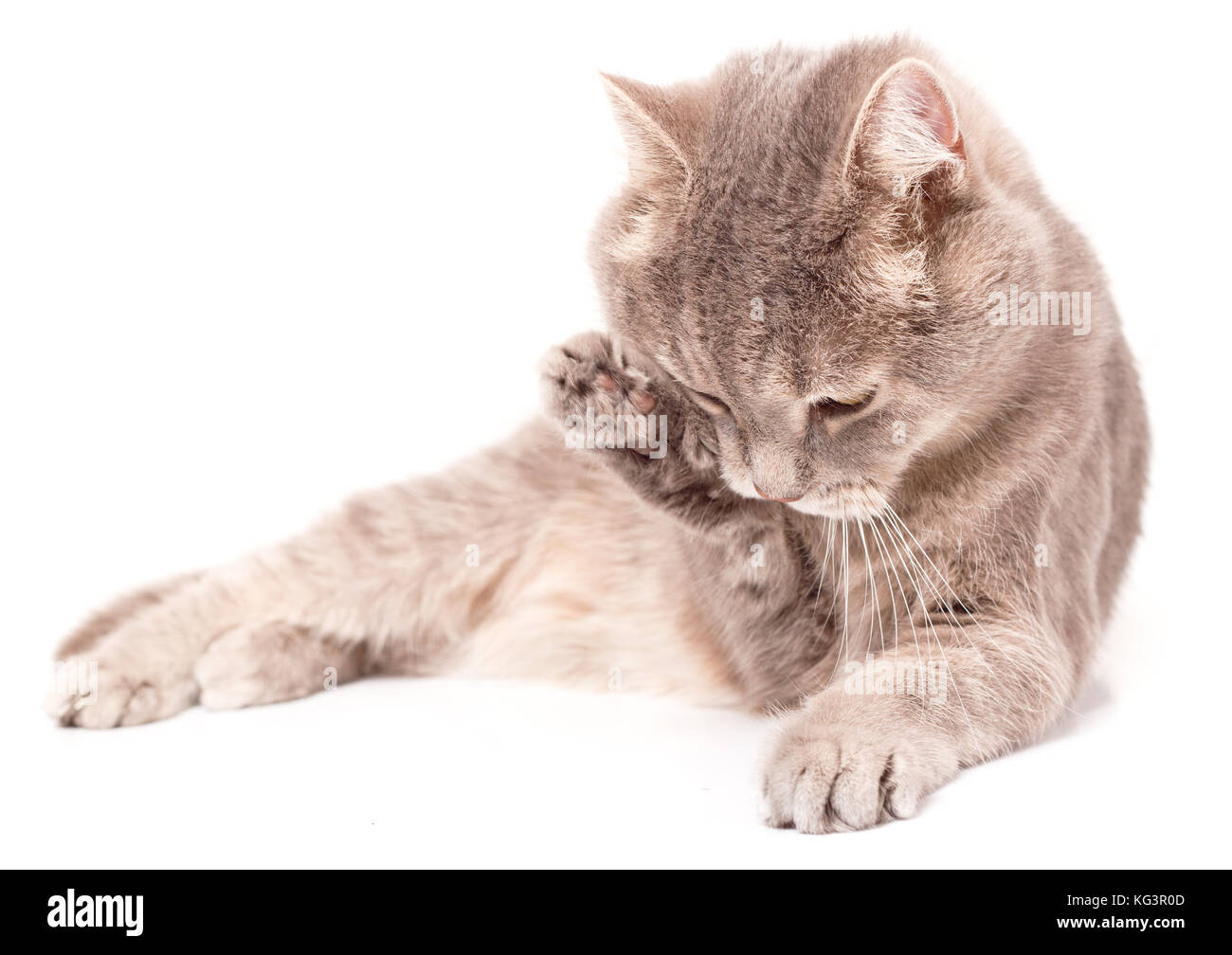 Le Chat Gris Se Trouve Et Lavages Le Chat Gris Langue Leche Une Patte Dextre Et Se Trouve En Meme Temps Il Est Isole Sur Un Fond Blanc La Petite Profondeur O