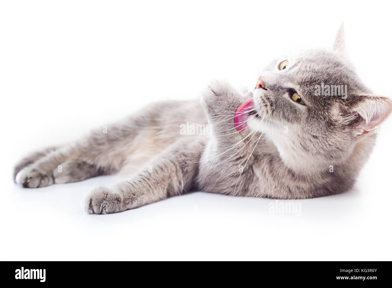 Le Chat Gris Se Trouve Et Lavages Le Chat Gris Langue Leche Une Patte Dextre Et Se Trouve En Meme Temps Il Est Isole Sur Un Fond Blanc La Petite Profondeur O Le Chat Gris Se Trouve Et Lavages Le Chat Gris Langue Leche Une Patte Dextre Et Se Trouve En Meme Temps Il Est Isole Sur Un Fond Blanc La Petite Profondeur O