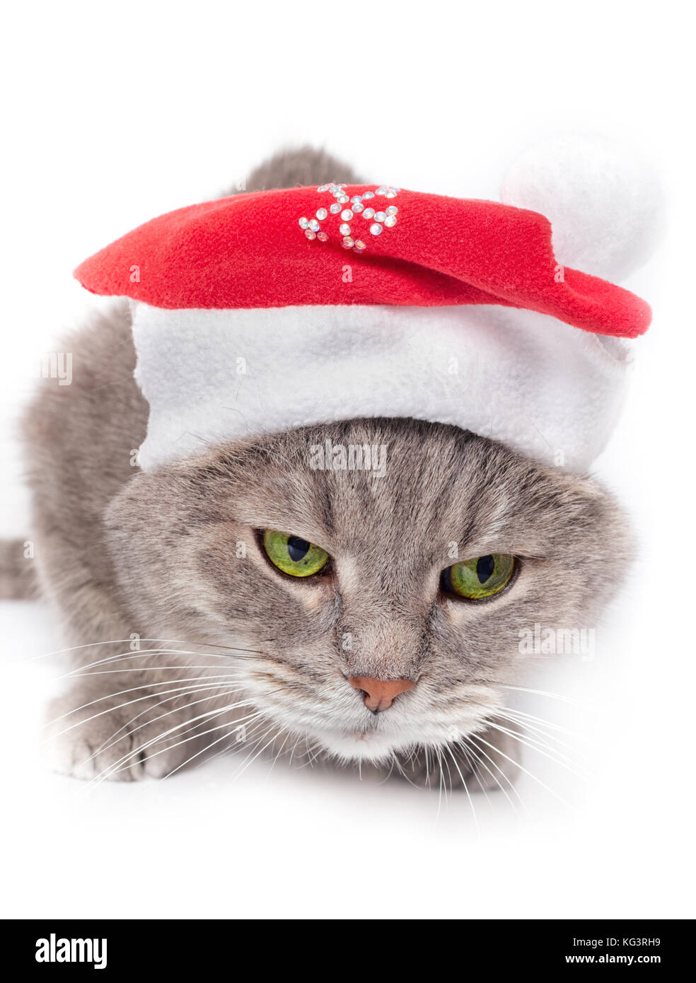 Le chat en père Noël pac s'assit, un peu de face. Le chat gris dans une nouvelle année, le bonnet rouge a une faible assis et regarde le spectateur, un blanc retour Banque D'Images
