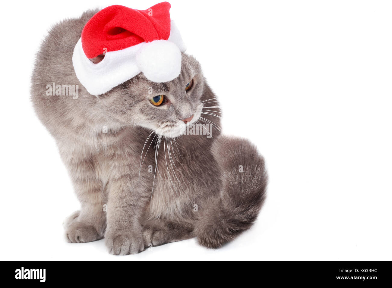 Chat dans santa claus's cap sur un fond blanc. un chat gris dans une nouvelle année, le chapeau rouge, un fond blanc, un espace vide sur la droite Banque D'Images