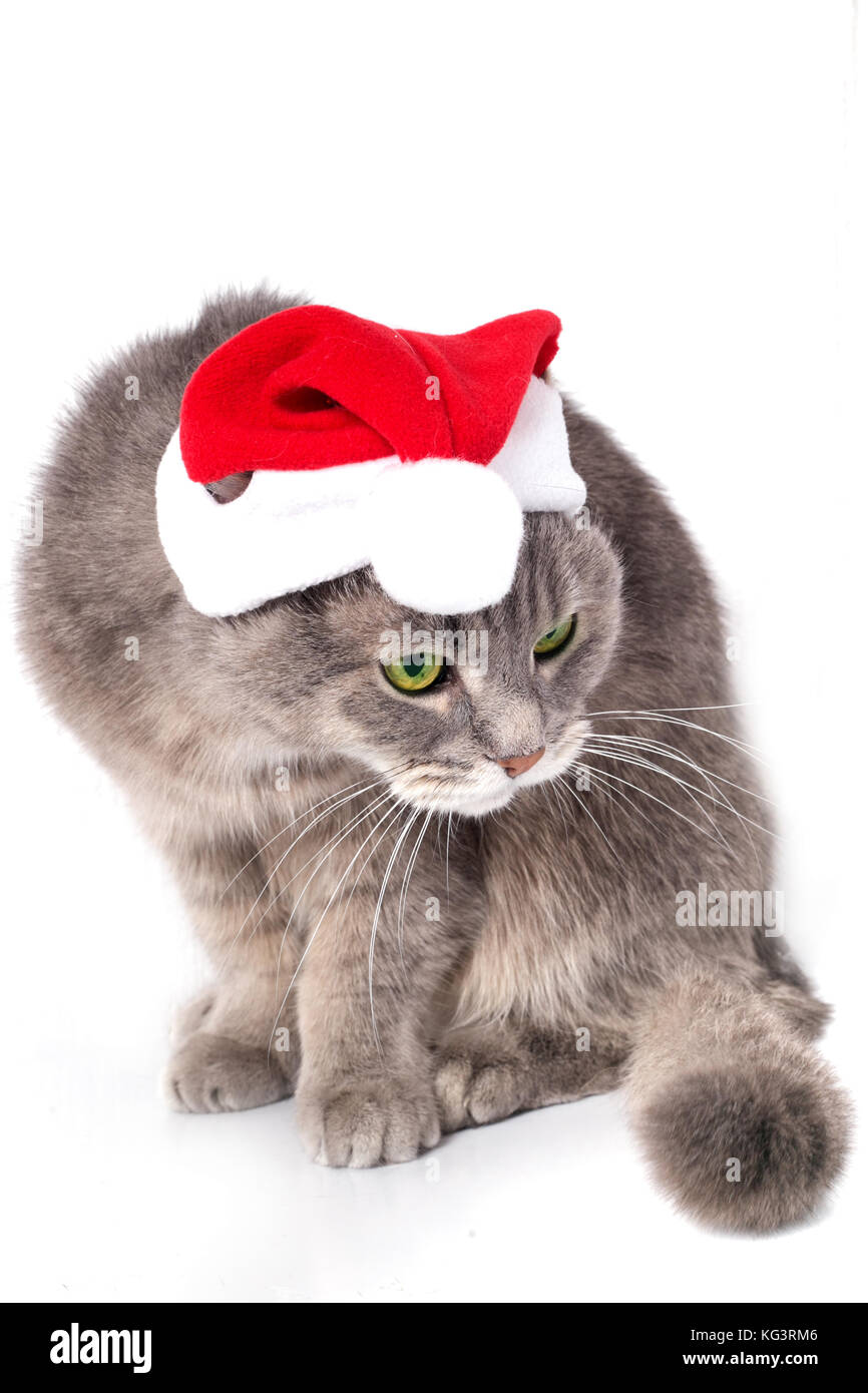 Chat dans santa claus's cap. Le chat gris dans un nouvel an rouge hat a porté la tête et regarde attentivement de côté. Il est isolé sur fond blanc Banque D'Images