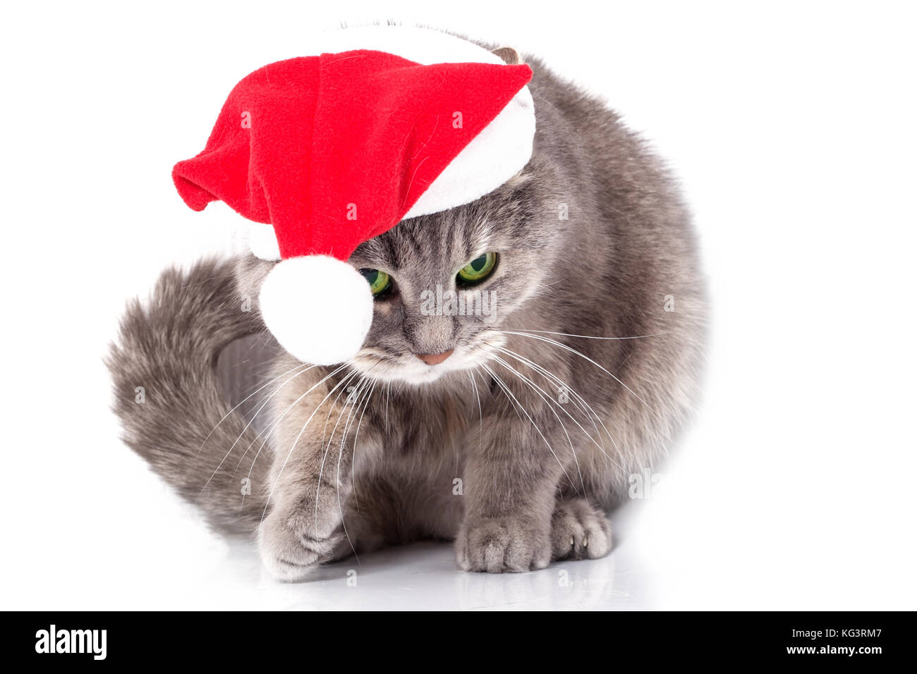 Chat dans santa claus's cap. Le chat gris dans une red hat a du nouvel an se pencha et a soulevé une patte. Il est isolé sur fond blanc Banque D'Images