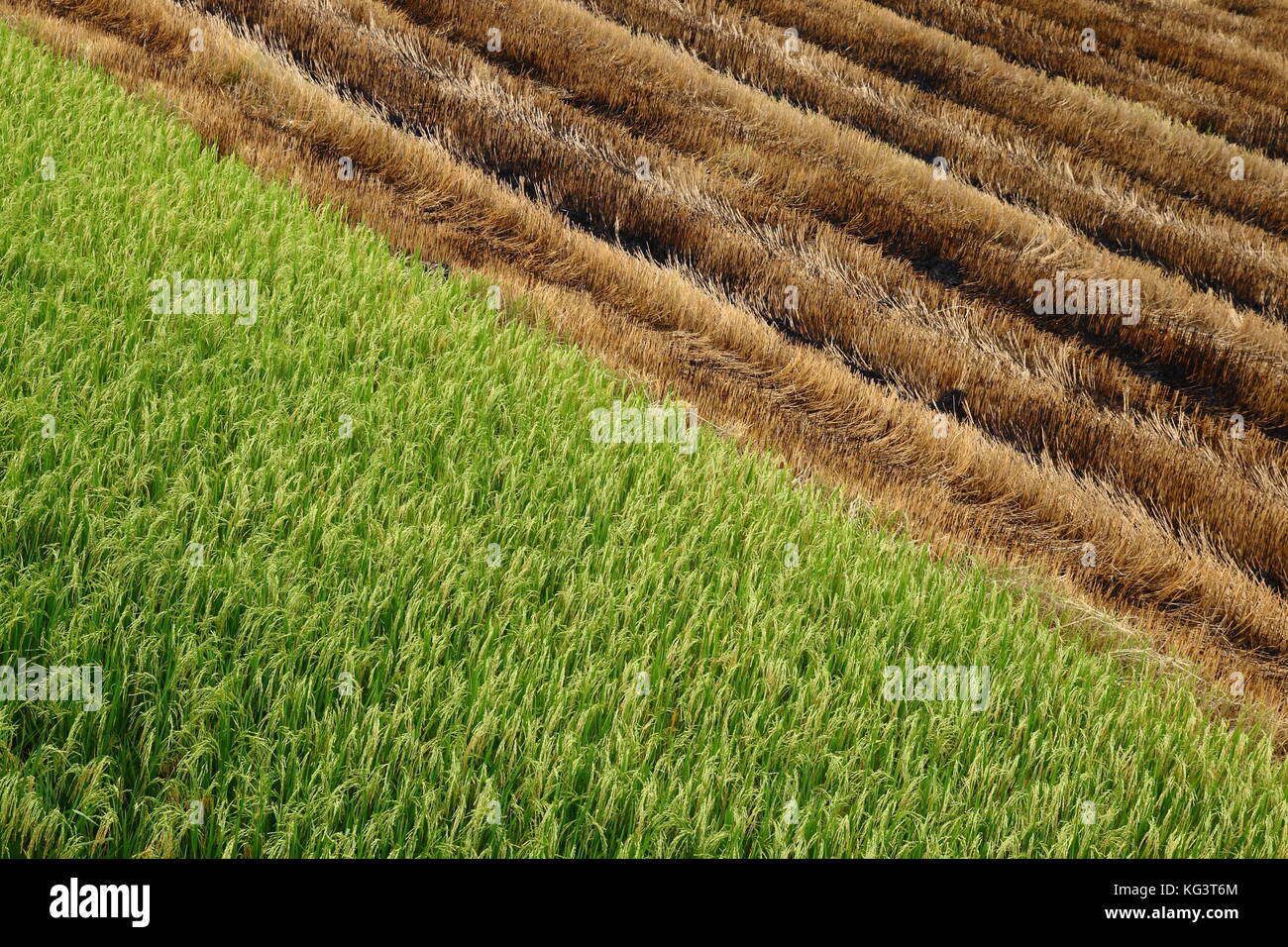 Champ de riz paddy récolté la moitié en Thaïlande Banque D'Images